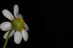 Mayweed <BR>Stinking chamomile